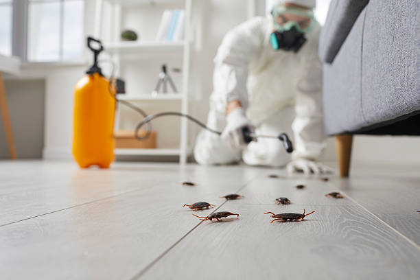 Commercial Rodent Management in Mascot